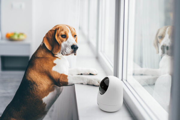 Pet Monitoring & Safety