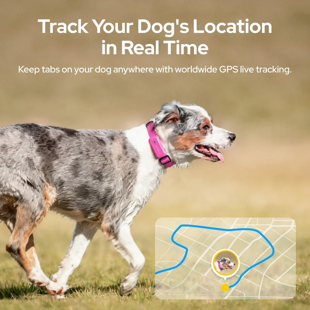 SATELLAI Collar Go GPS Smart Dog Collar